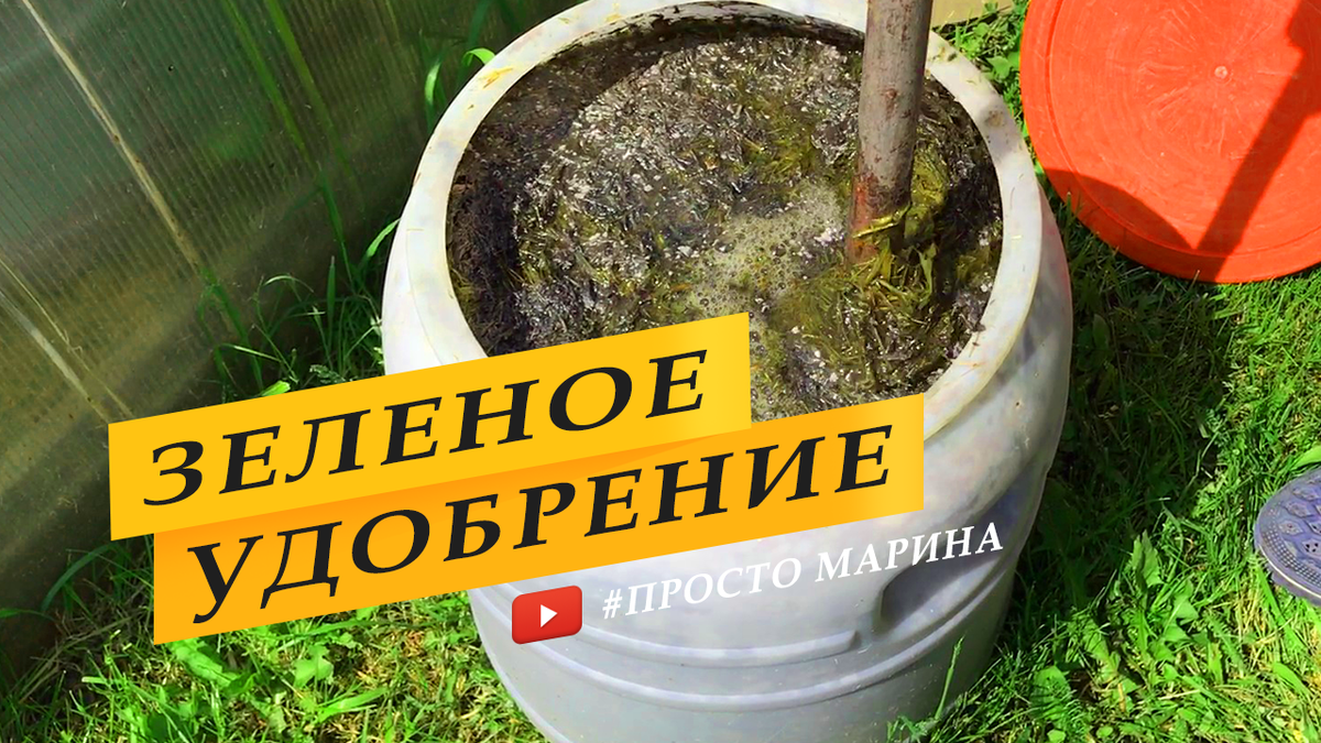 Подкормка огурцов и перцев зеленым удобрением