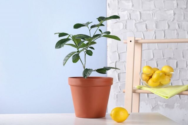 Фотография взята из источника botanichka.ru