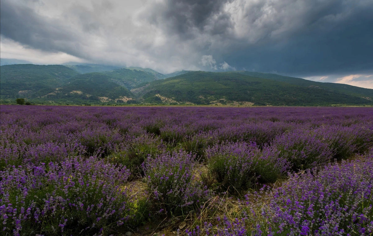 Алушта, гора Чатыр-Даг, лавандовые поля