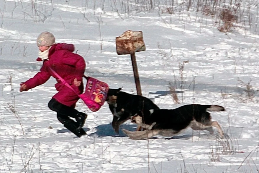 Никогда не пытайтесь убежать от собаки! Хотя бы потому, что это глупо, собака с лёгкостью вас догонит.
