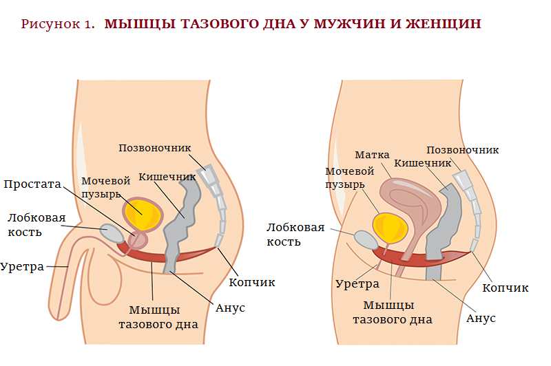 Почему болят мышцы влагалища?