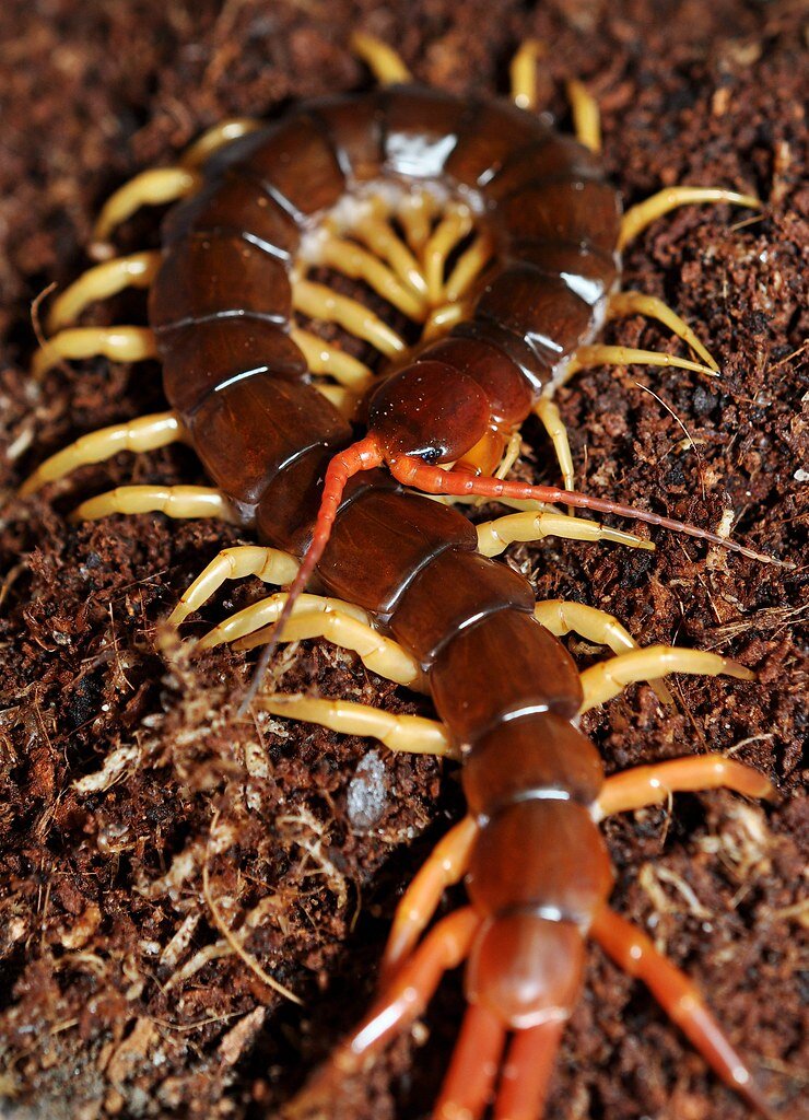 Калифорнийская скорлопендра