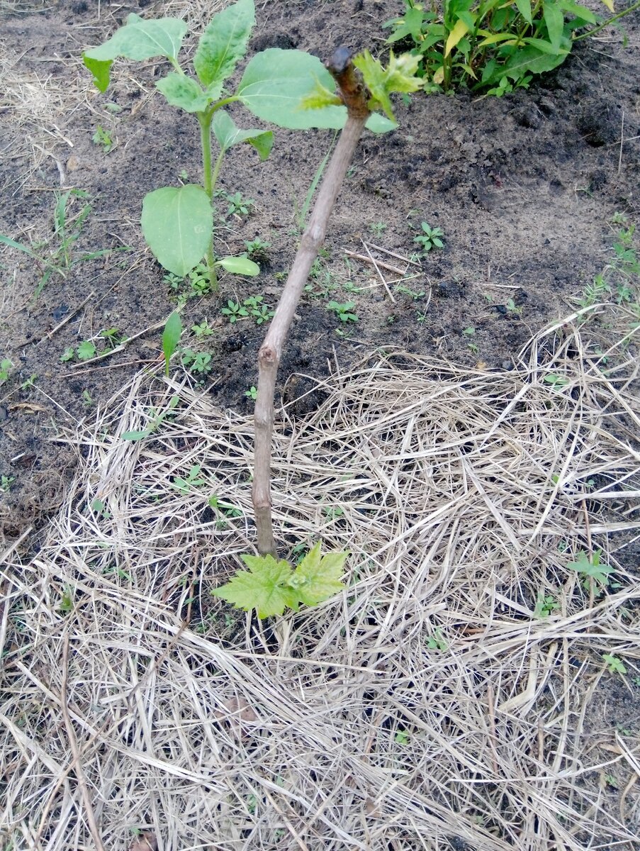 Виноград Запорожский