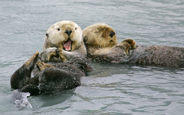 Такие милые, не правда ли?