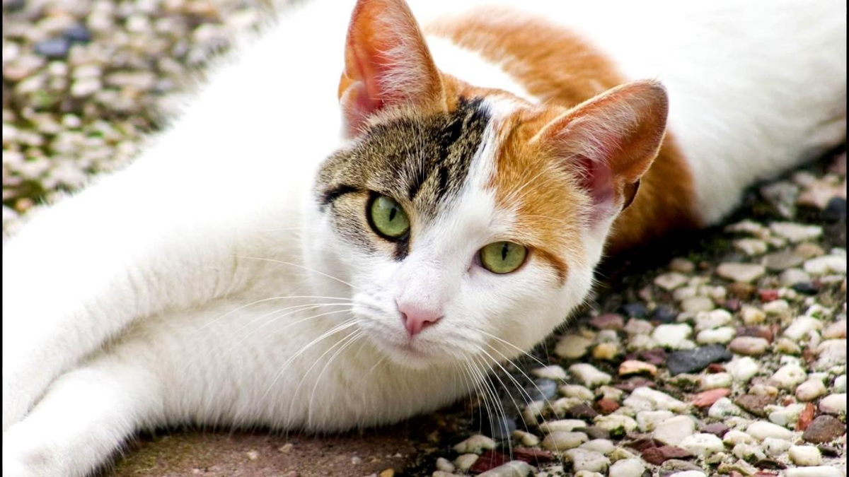 фото эгейской кошки