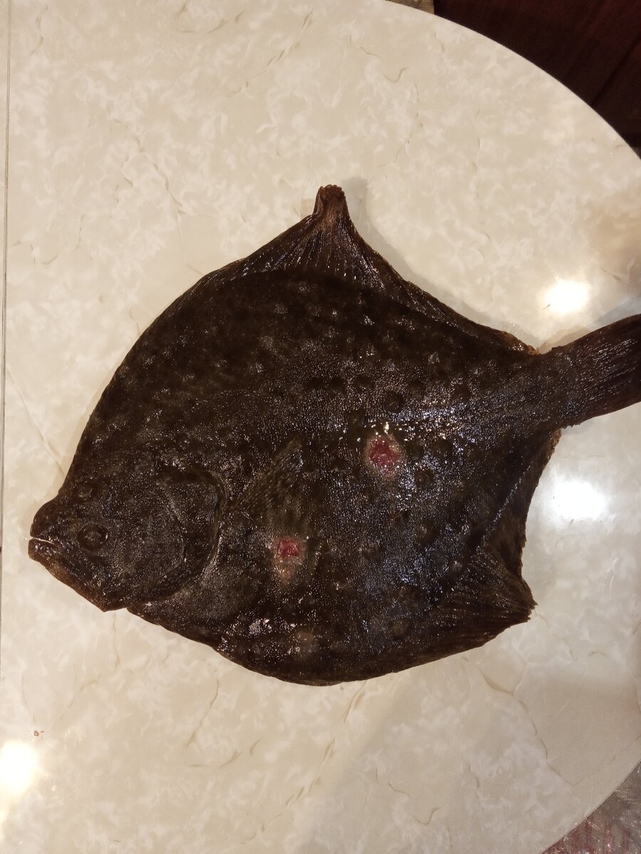 Камбала в черном море