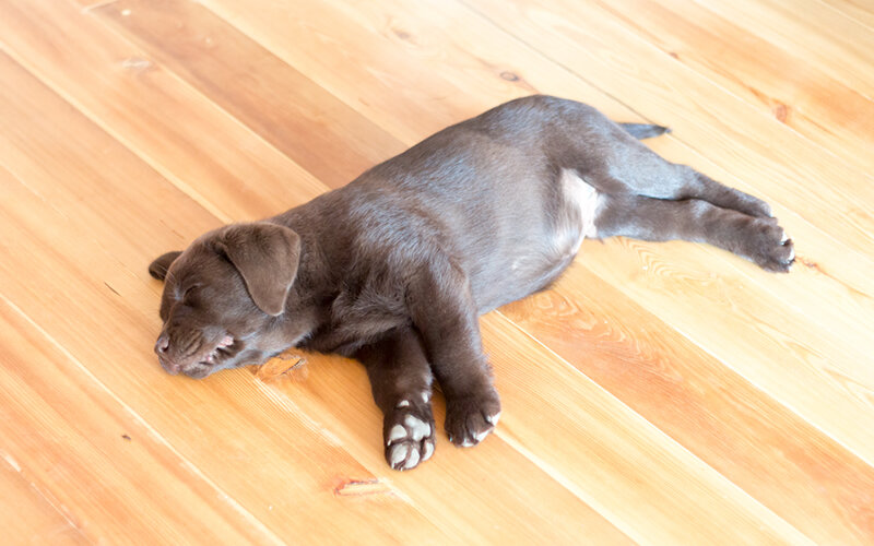Понимание того, сколько времени требуется собаке на адаптацию в новой семье, позволяет избежать ошибок в воспитании. На фото: лабрадор Фантик. Фото @kinologsmirnov.ru