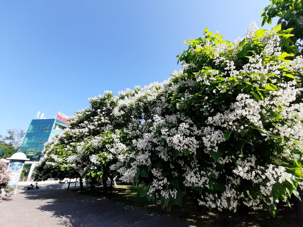 Катальпа отзывы. Катальпа бигнониевидная (Catalpa bignonioides). Акация катальпа. Катальпа прекрасная.