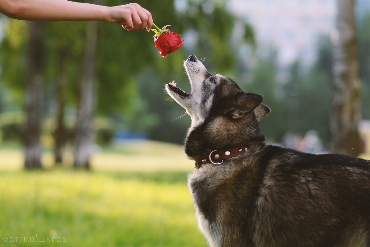 Из рук хозяйки, хоть розу съем!