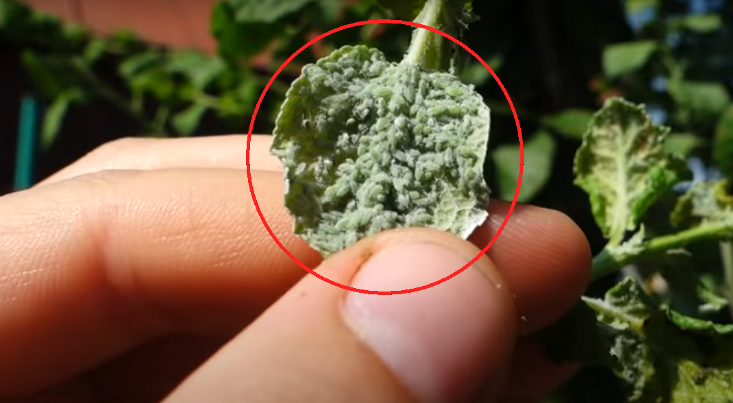 Как уничтожить тлю народными средствами? 100% метод, погибает сразу.