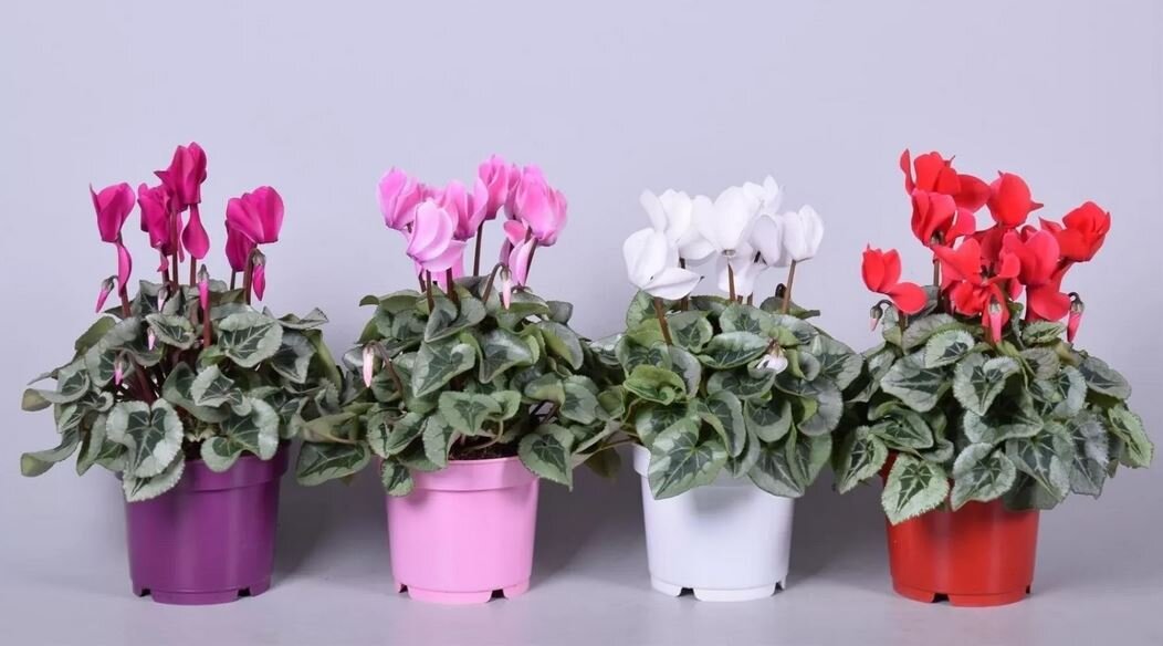 Цветок цикламен: как ухаживать и выращивать в домашних условиях? | ремонты-бмв.рф | Дзен