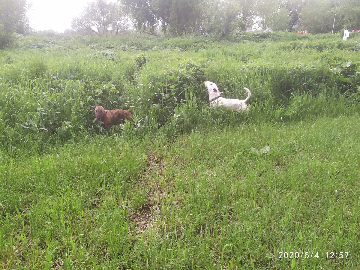 типичный летний пейзаж в парке - собаки на пастбище