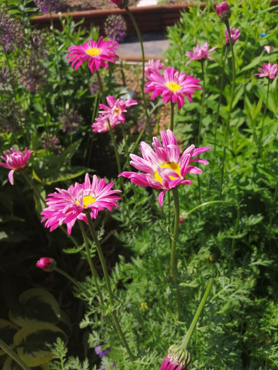 Зацвел пиретрум.