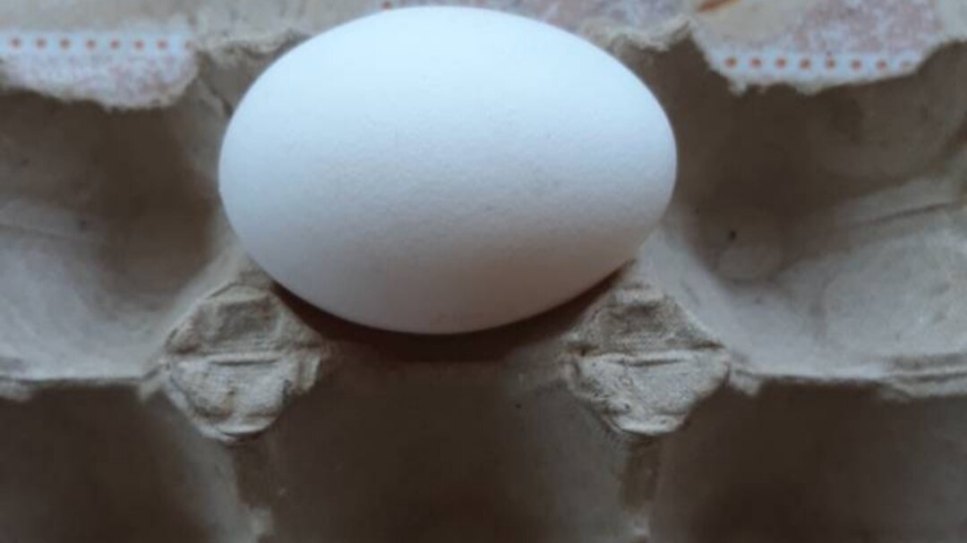 Это самое первое яичко.