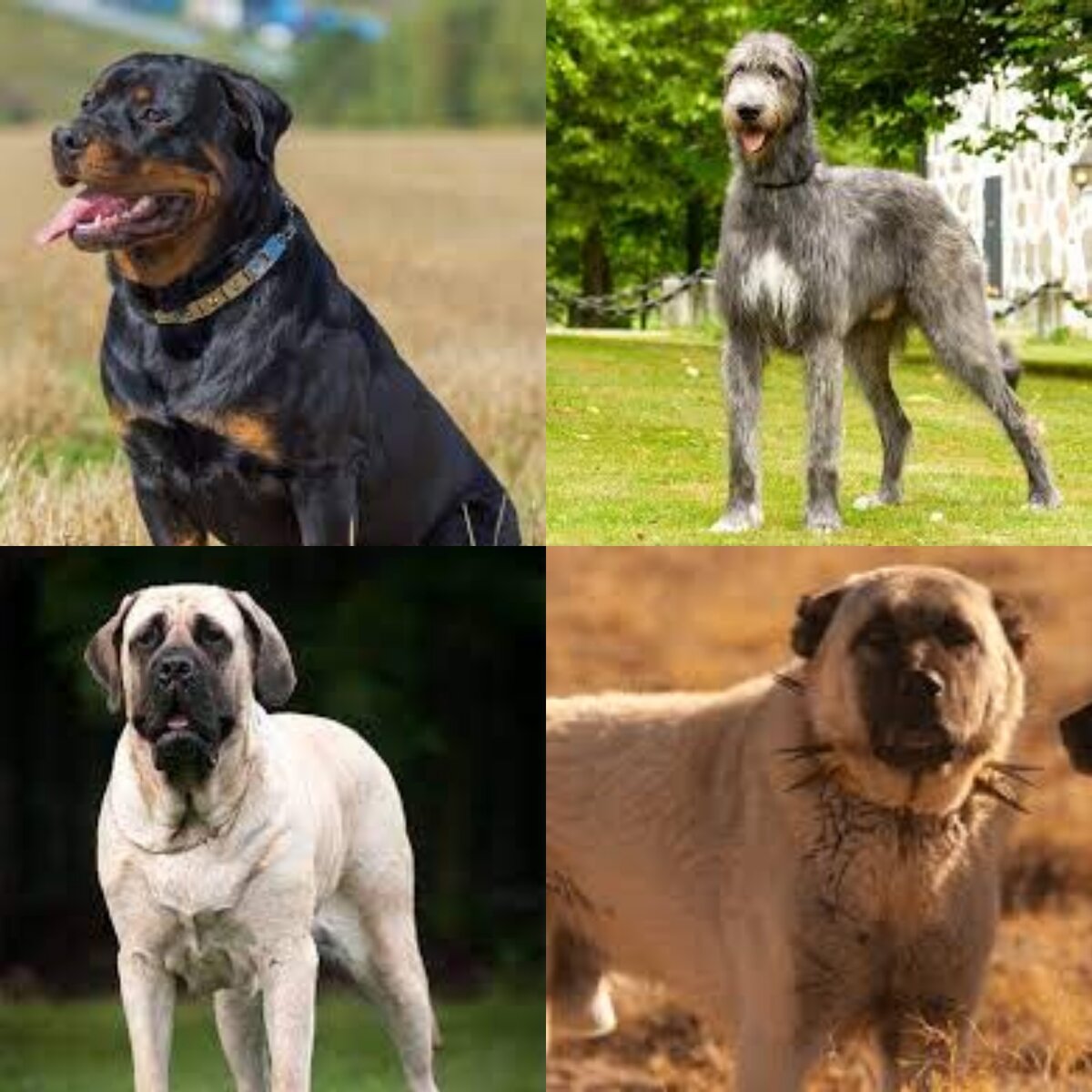 Ротвейлер, волкодав, английский мастиф, кангал.
