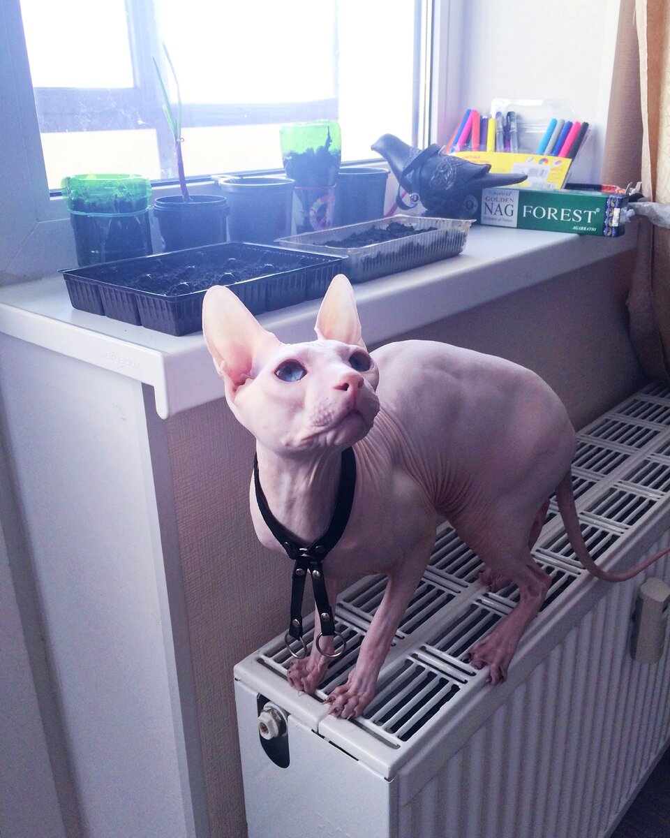 Принц Лестат