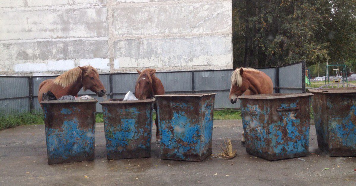 Такая вот конная столовая