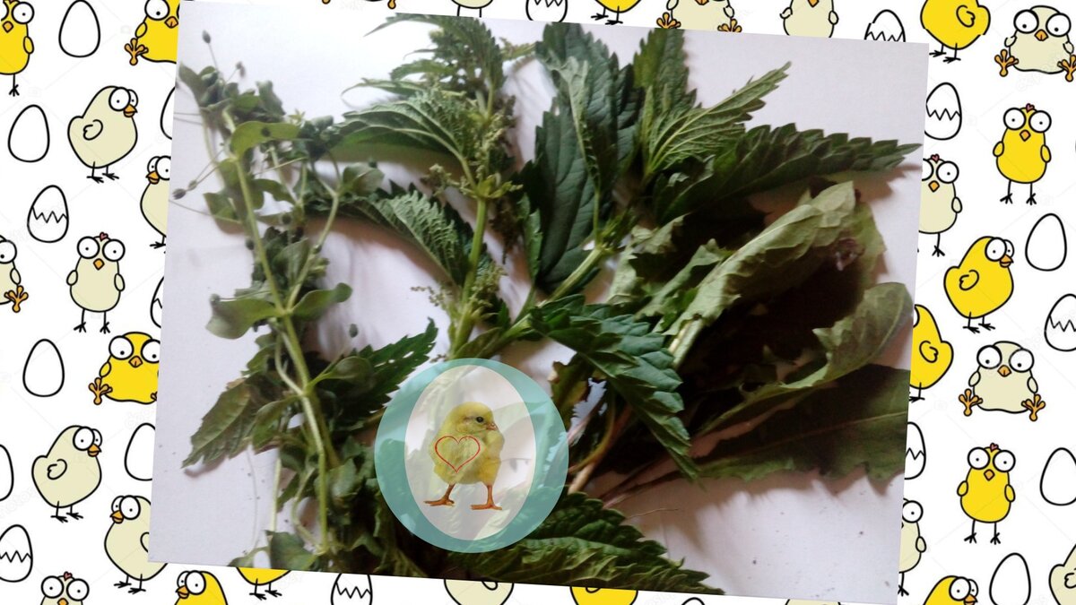 Мокрица, крапива и одуванчик — наш сегодняшний "улов". Дочитайте статью до конца и не забудьте про 👍 и подписку, так Вы поможете каналу в развитии.