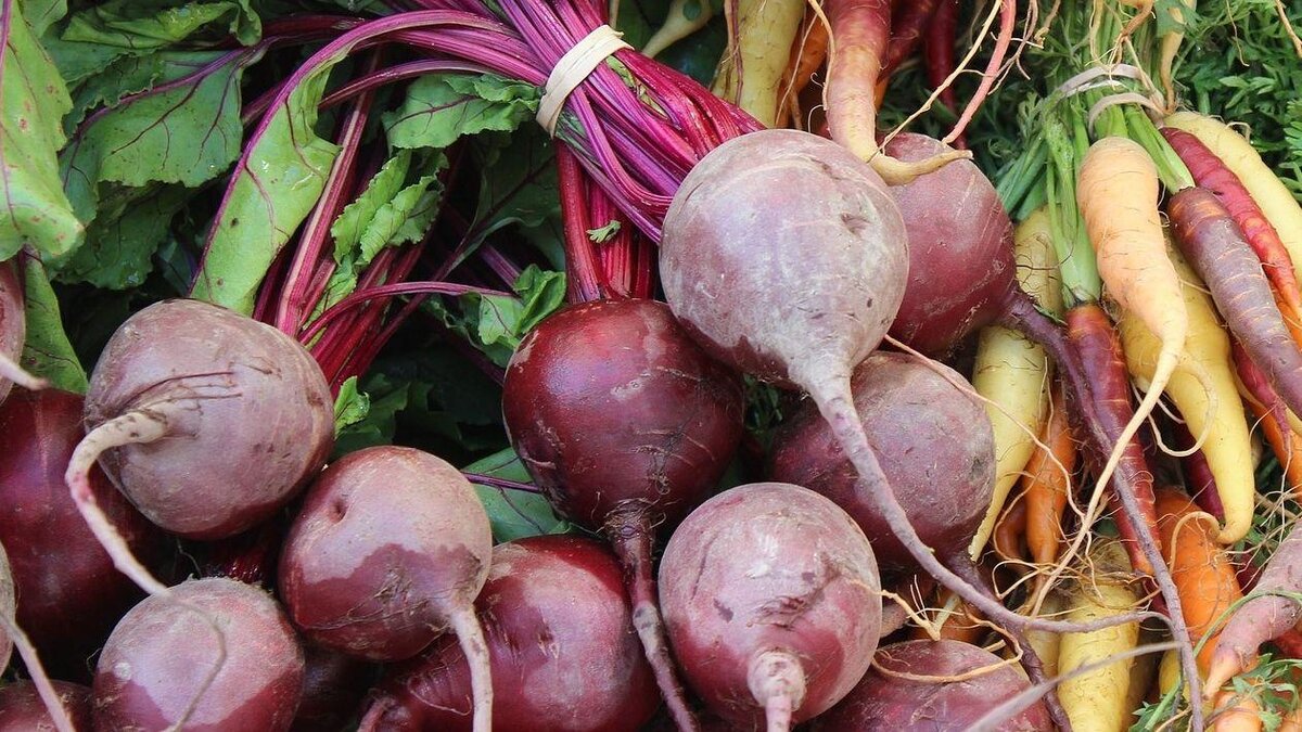 Свёкла - полезный корнеплод