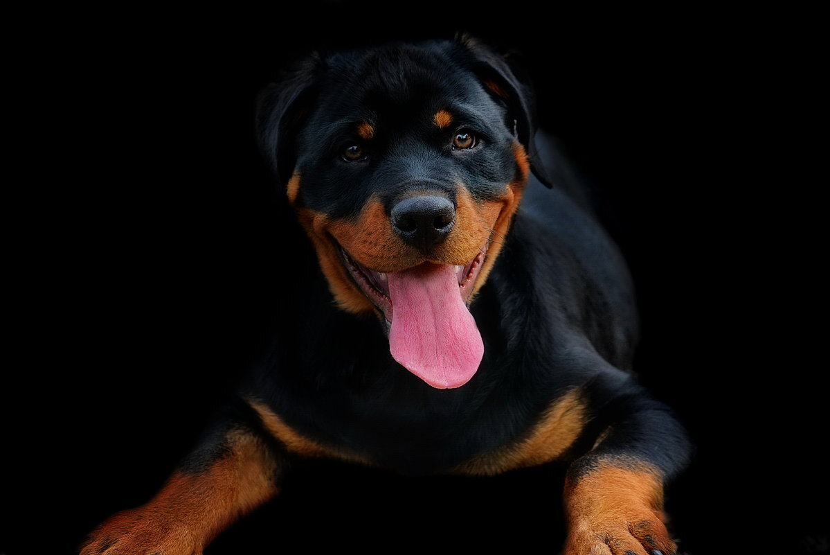 Ротвейлер