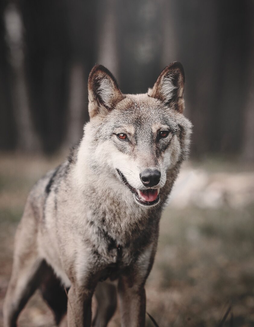 Рассказываем о психологии дикого волка. Переходный возраст | Заметки Wolf -  Тренера | Дзен