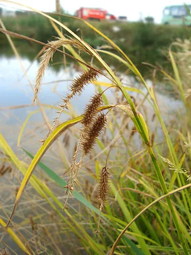 травинки-былинки