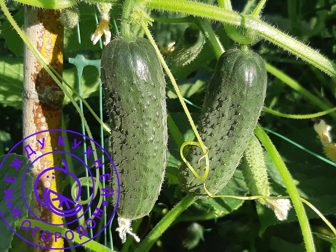 Не забудьте поставить лайк и подписаться на канал!