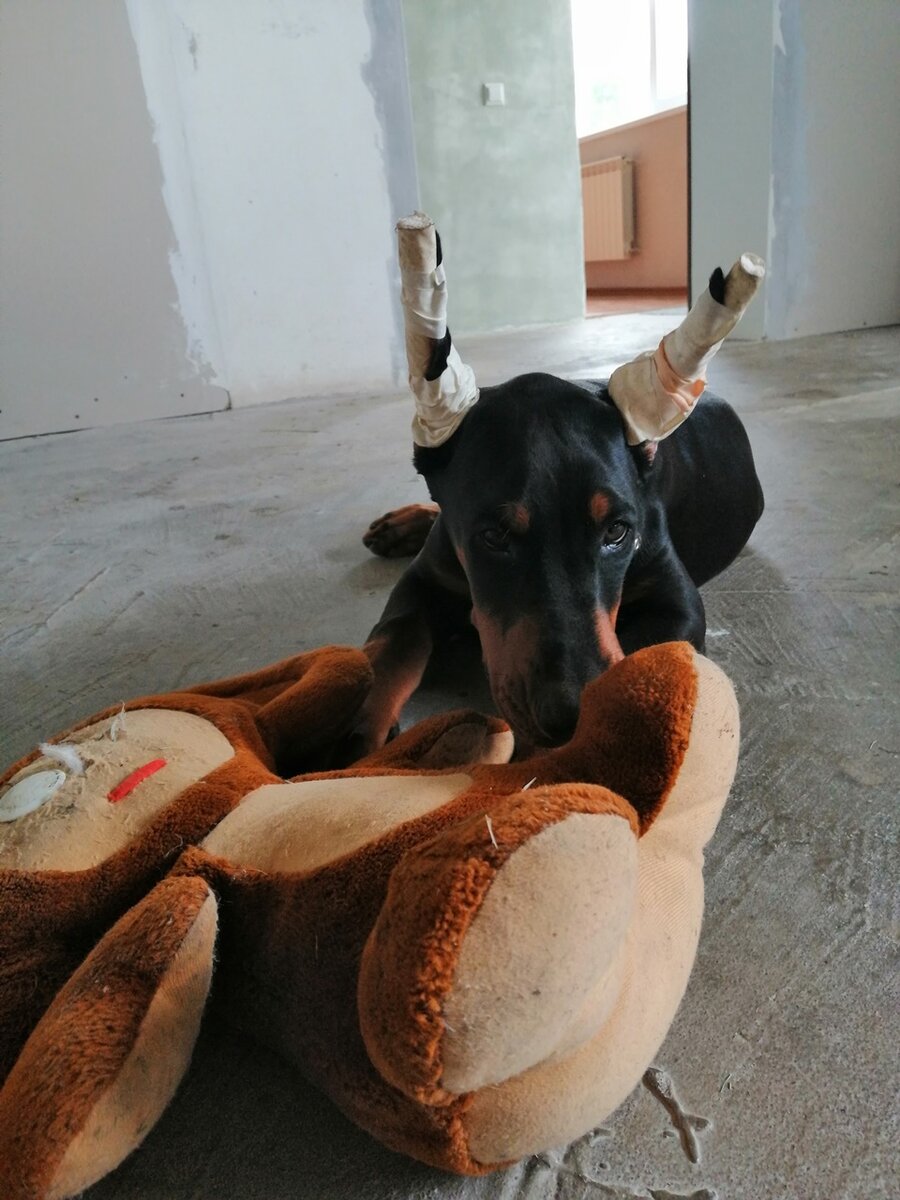 И игрушка, и подушка
