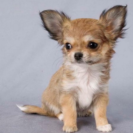 Открытый источник