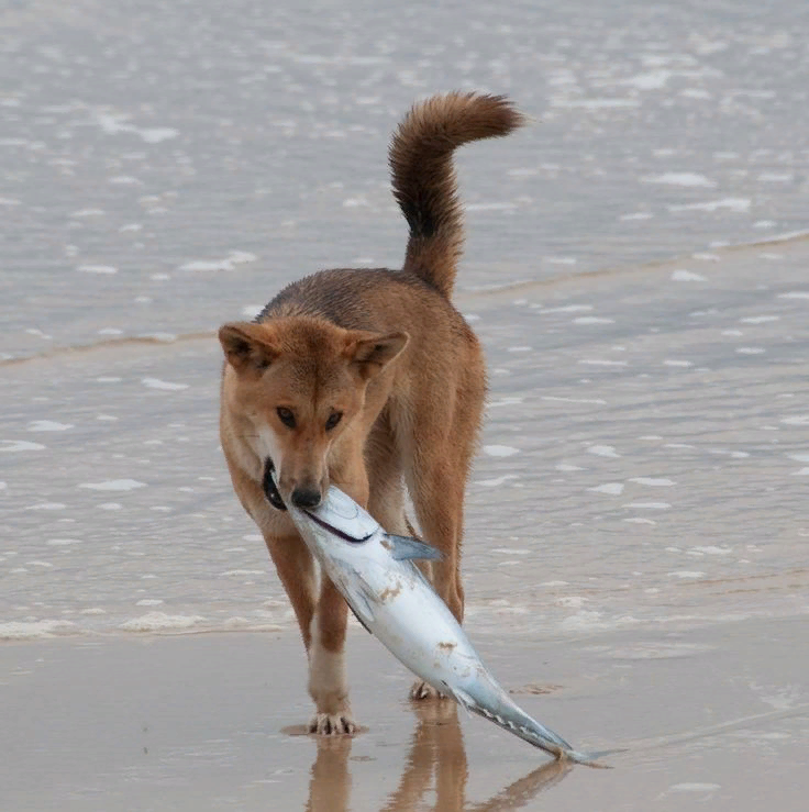 Польза рыбы для собаки