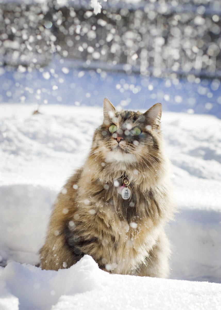 Том что с 1 декабря. Кошка в снегу. Пушистый кот в снегу. Кот зимой. Пушистая зима.