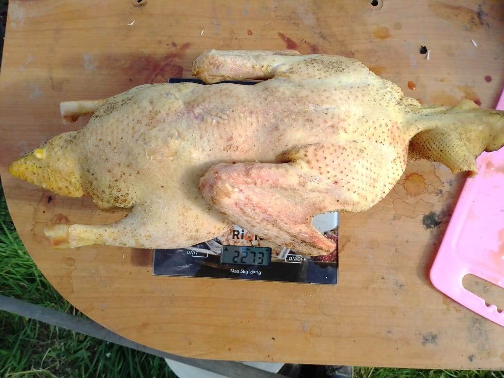 Вес муларда 