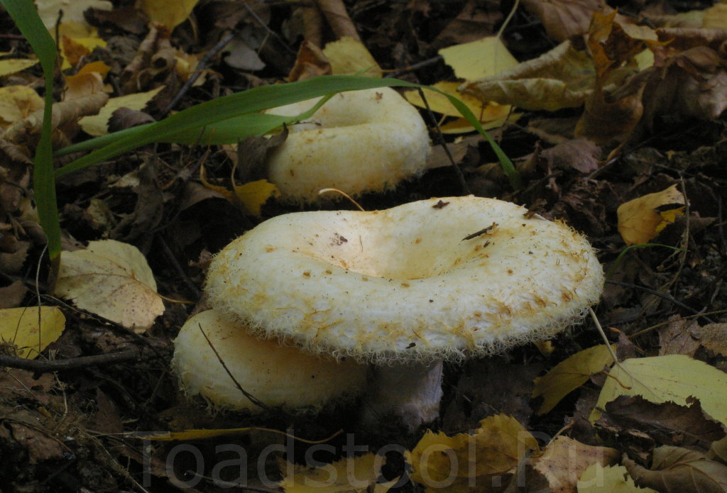 А ведь когда-то они были такими... Лучше б вообще не трогал! (фото И.Лебединского)