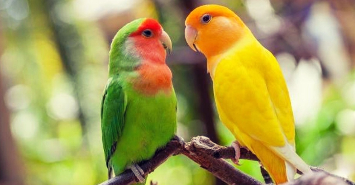 Парочка попугаев-неразлучников