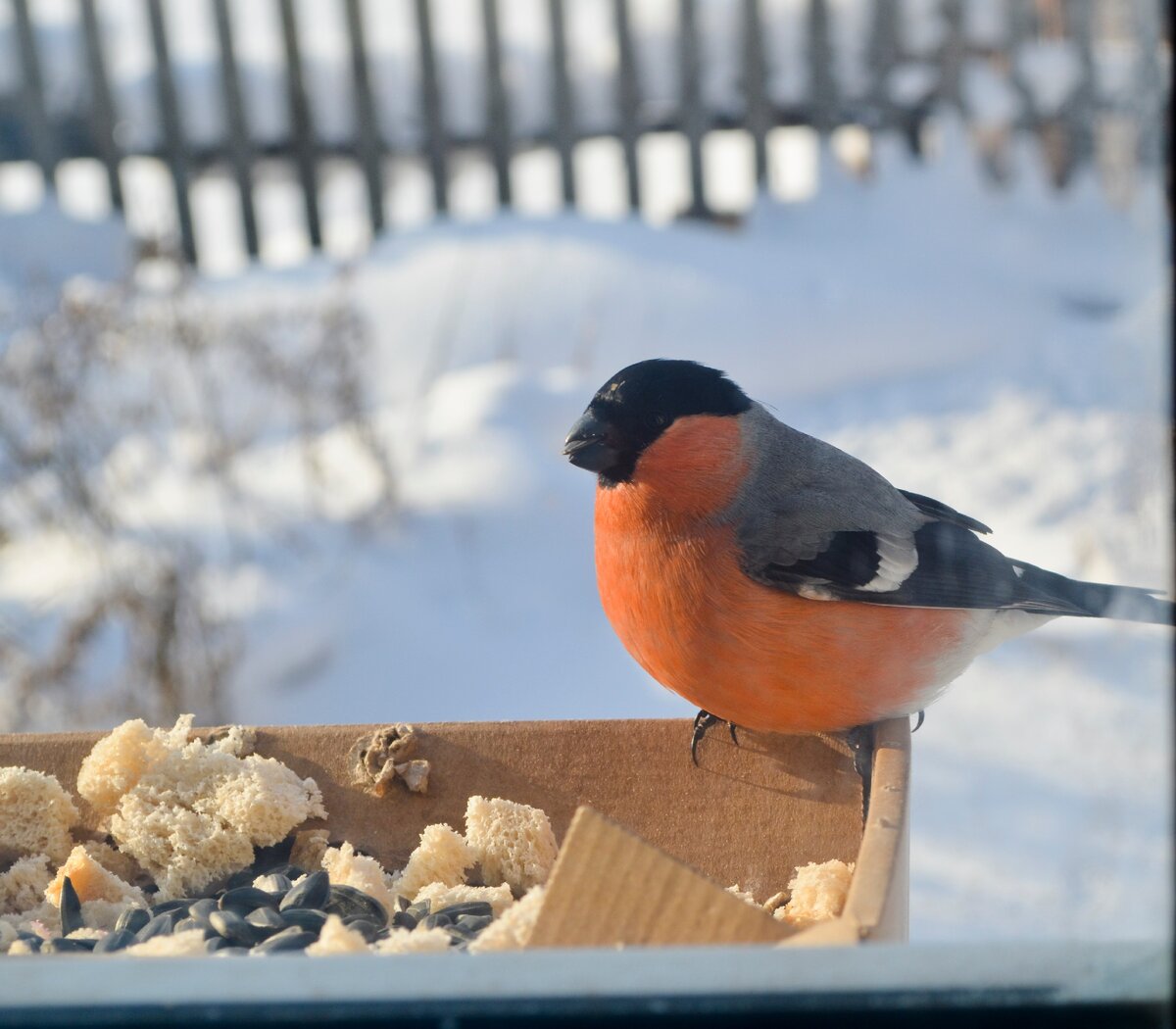 Птичка по зернышку клюет...