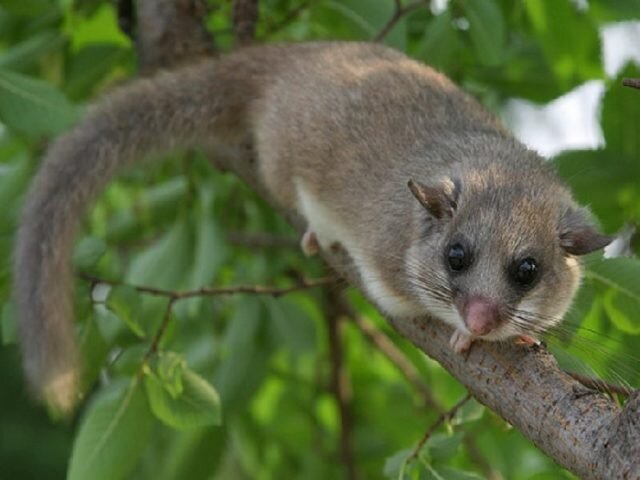 1. Соня-полчок (Glis glis)