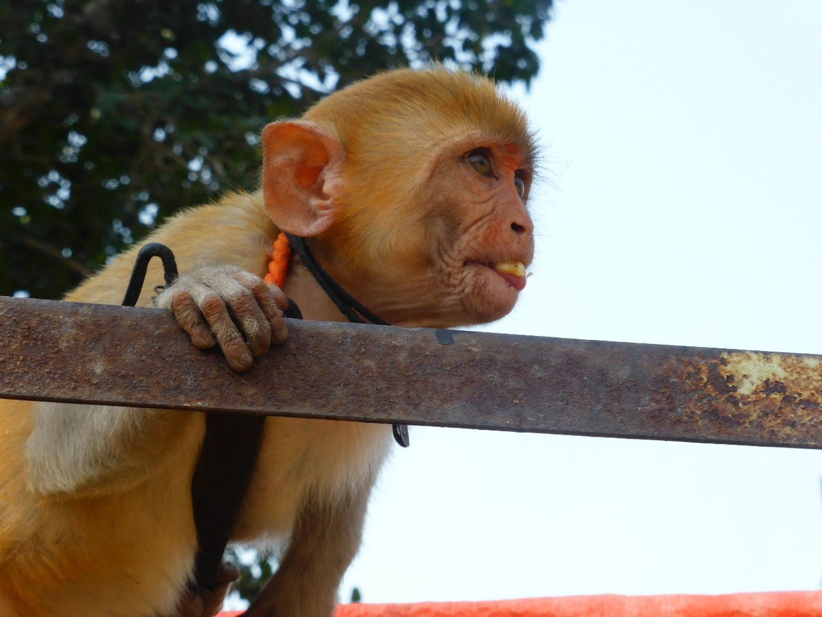 Не ругается матом, только думает 
