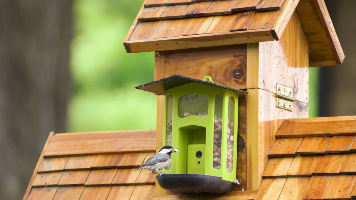 Преимущества бункерной кормушки для птиц | Маленькие открытия | Дзен