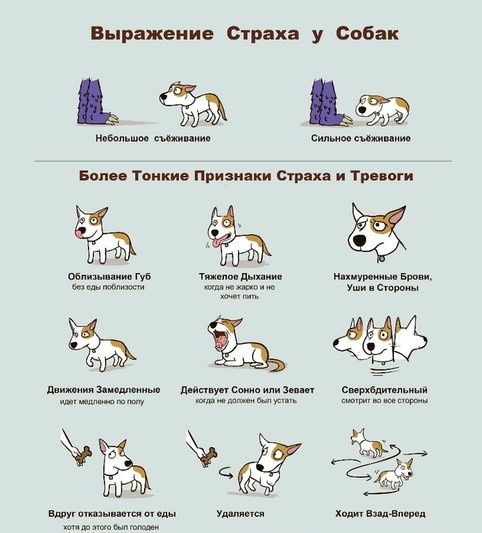 Источник фото: Яндекс Картинки