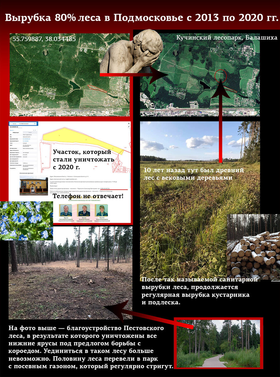 помните каким шумным был подмосковный лес