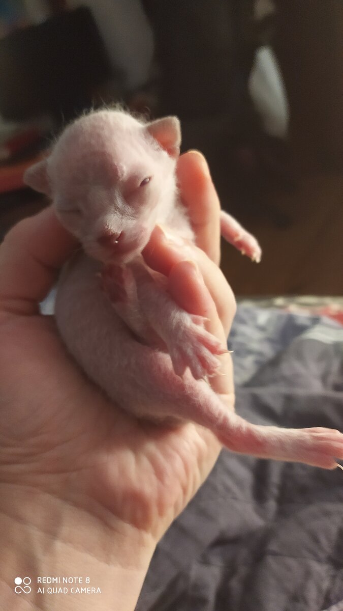 Новорожденный котенок символизирует начинающего автора)))