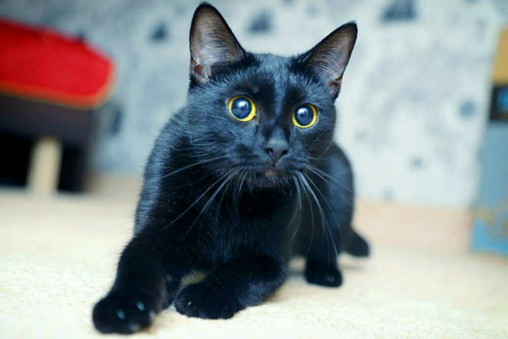 8 кошачий