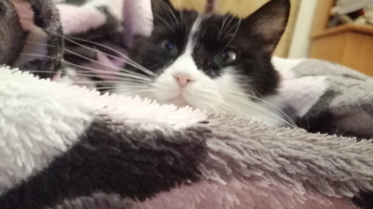 Похоже, Мася ушла в Нирвану в этом гнездышке