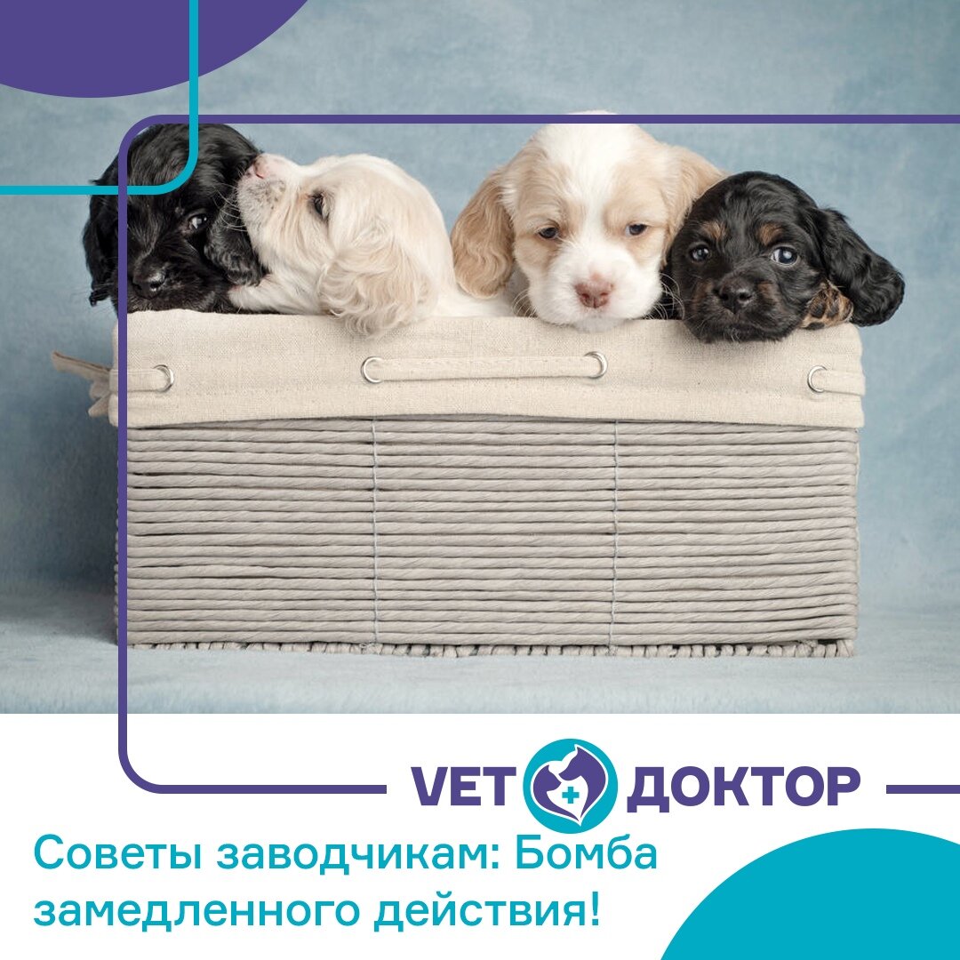 В последние десятилетия в России заметно вырос интерес к разведению и содержанию племенных животных и появилось множество кошачьих питомников. В связи с этим, с каждым годом, прямо пропорционально растет заболеваемость кошек вирусами инфекционного перитонита, вирусной лейкемией, сопровождающейся синдромом иммунодефицита. 
Многие заводчики, не имеющие даже поверхностного представления о том, какие заболевания могут передаваться потомству, не обследуют животных, которых планируют пустить в разведение. Таким образом, они получают потомство, которое является носителем скрытых инфекций.

Далее милые котята с «бомбой замедленного действия», которая может «взорваться» (проявиться) как в юном, так и в старшем возрасте, чудным образом и за очень немалые деньги, продаются во все точки нашей огромной страны.

«Пусковым механизмом» к проявлению скрытых инфекций может стать стресс, который в любом случае имеет место быть у животного при проведении плановых операций (в частности, кастрации или стерилизации). Спустя пару месяцев после операции (иногда данный срок увеличивается до года) владелец, не проводивший ранее обследований на вышеперечисленные инфекции, сталкивается с совершенно непонятным недомоганием любимого питомца. Но механизм уже запущен…

Поэтому врачи рекомендуют перед плановыми операциями или перед тем, как запланировать вязку племенных животных, проверять их на ряд инфекций, в частности:
🔹вирусный иммунодефицит кошек,
🔹вирусную лейкемию (лейкоз) кошек,
🔹короновирусный гастроэнтерит,
🔹инфекционный перитонит,
🔹панлейкопению,
🔹токсоплазмоз.

Берегите здоровье тех, кого вы приручили!