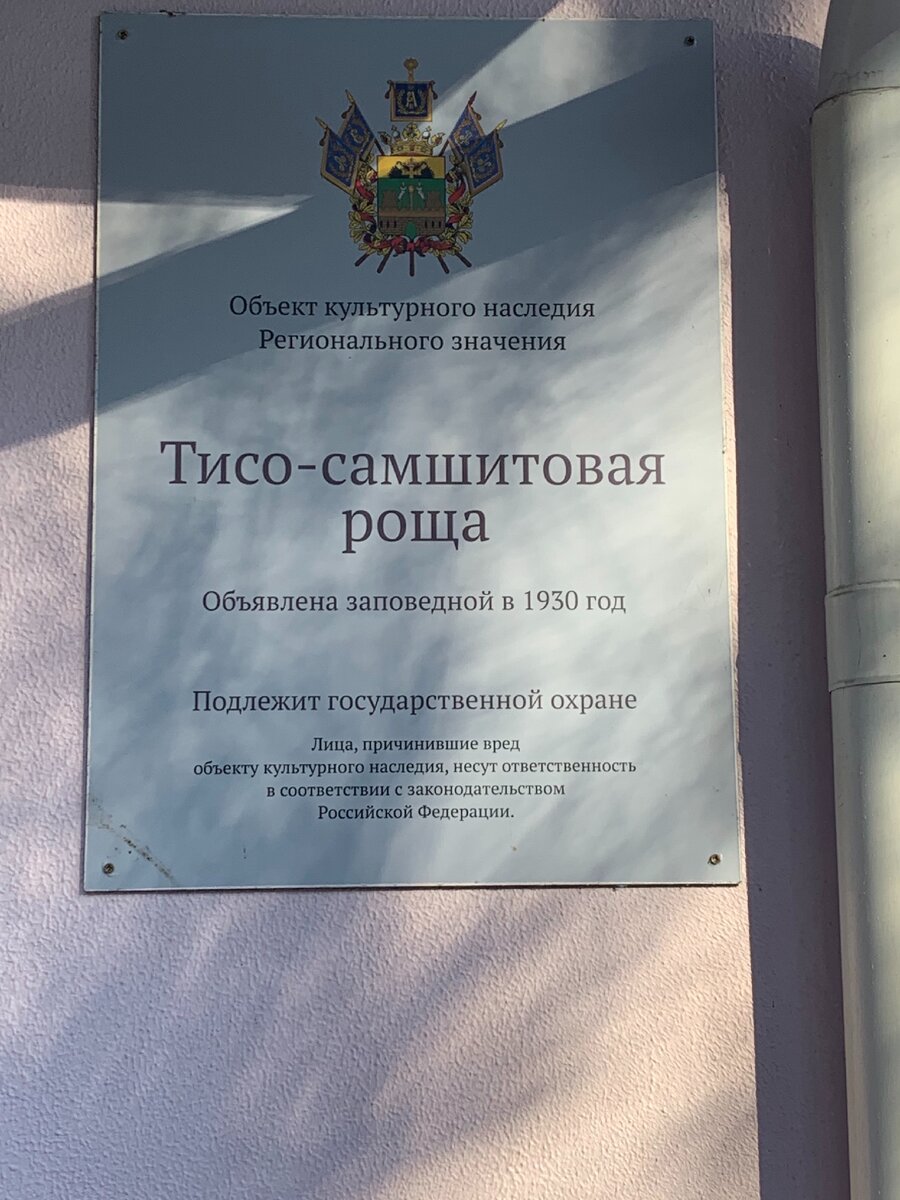 Тисо Самшитовая роща, авторское фото