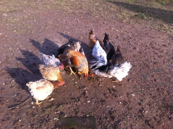 Много ли курам надо?