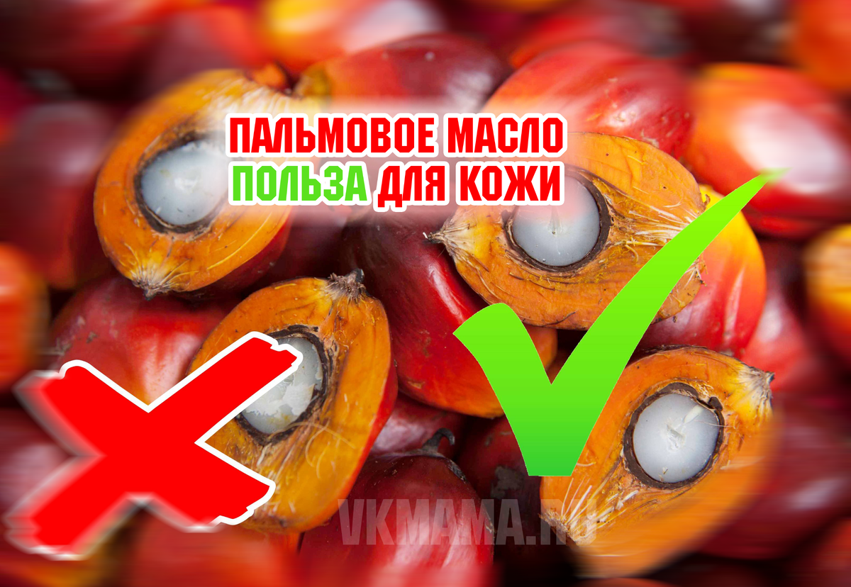  Плод красной пальмы