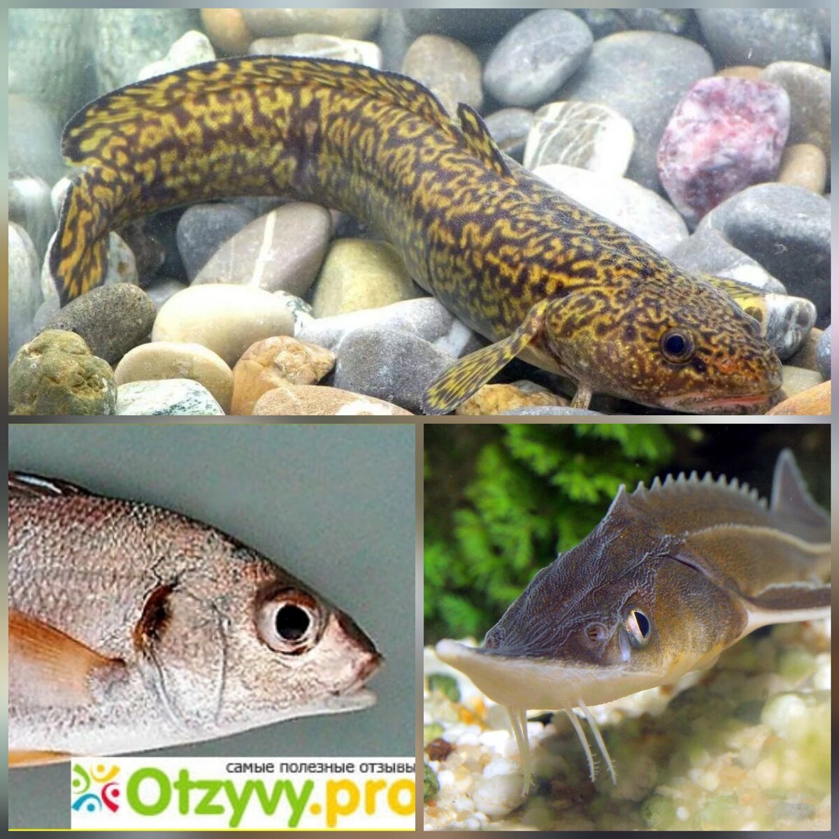 Коллаж автора, фото из открытых источников 