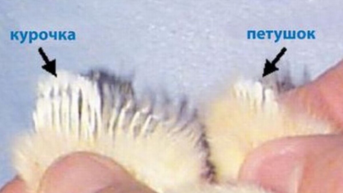 определяем пол цыпленка