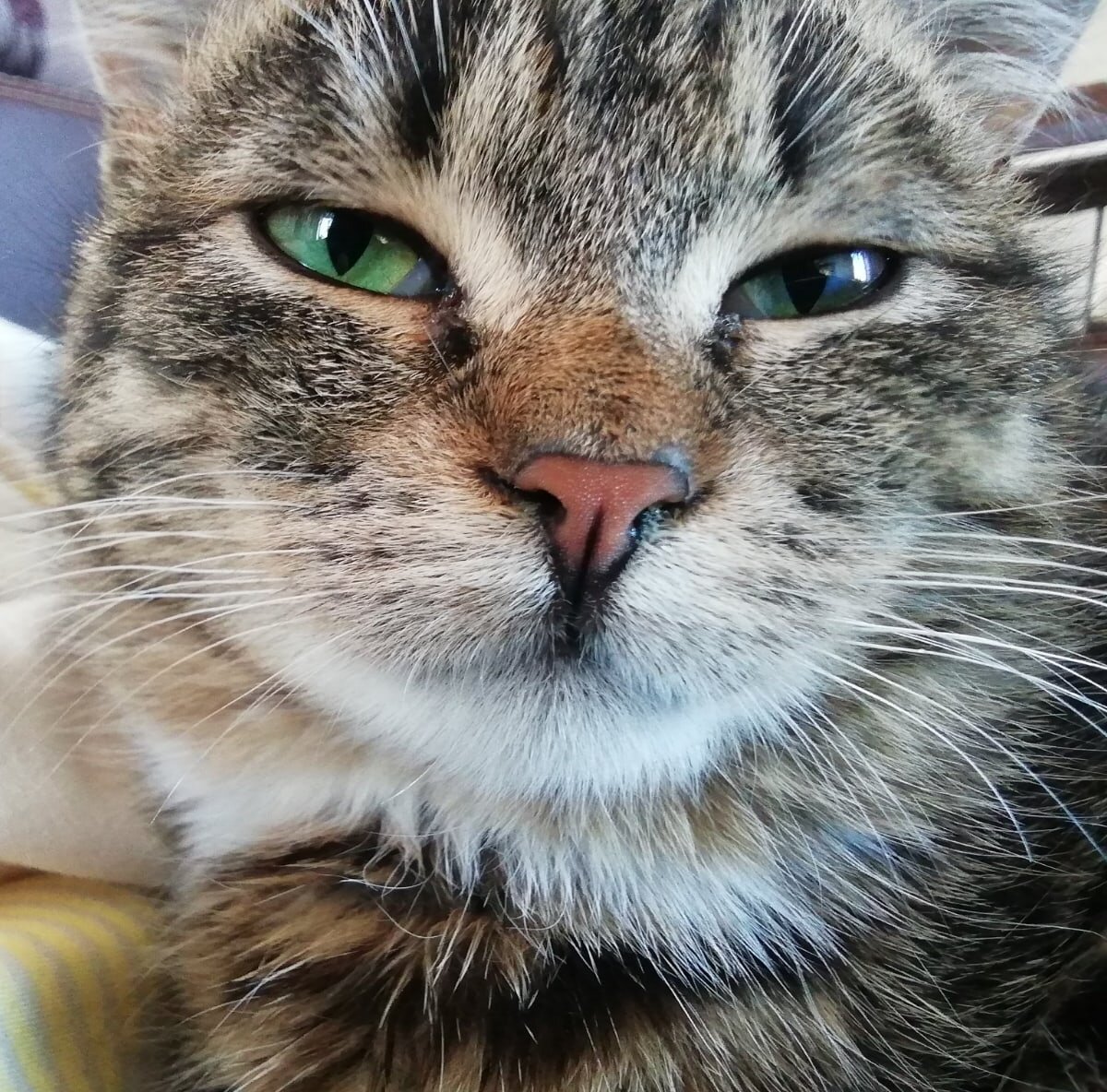 Бурдь-обыкновенный, расцветка "копченая скумбрия")) 